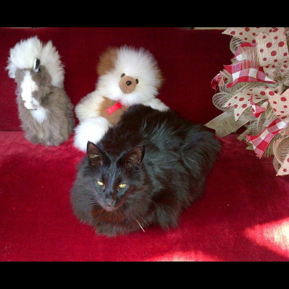 Meet your Posher & our kitties!! - Picture 7 of 16